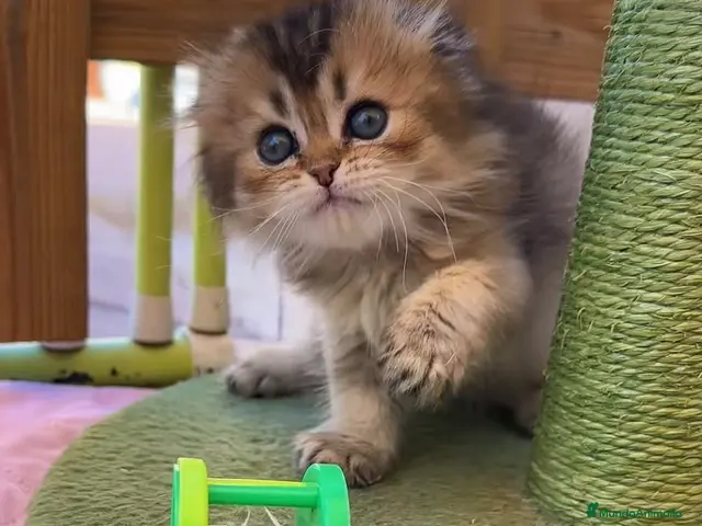 Scottish Fold gatos en venta: Preciosos gatitos Scottish Fold - Anuncio 2