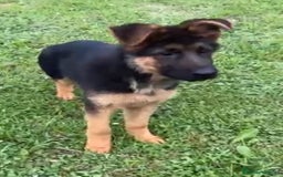 Pastor Alemán perros en venta: Macho 4 meses - Imagen 2