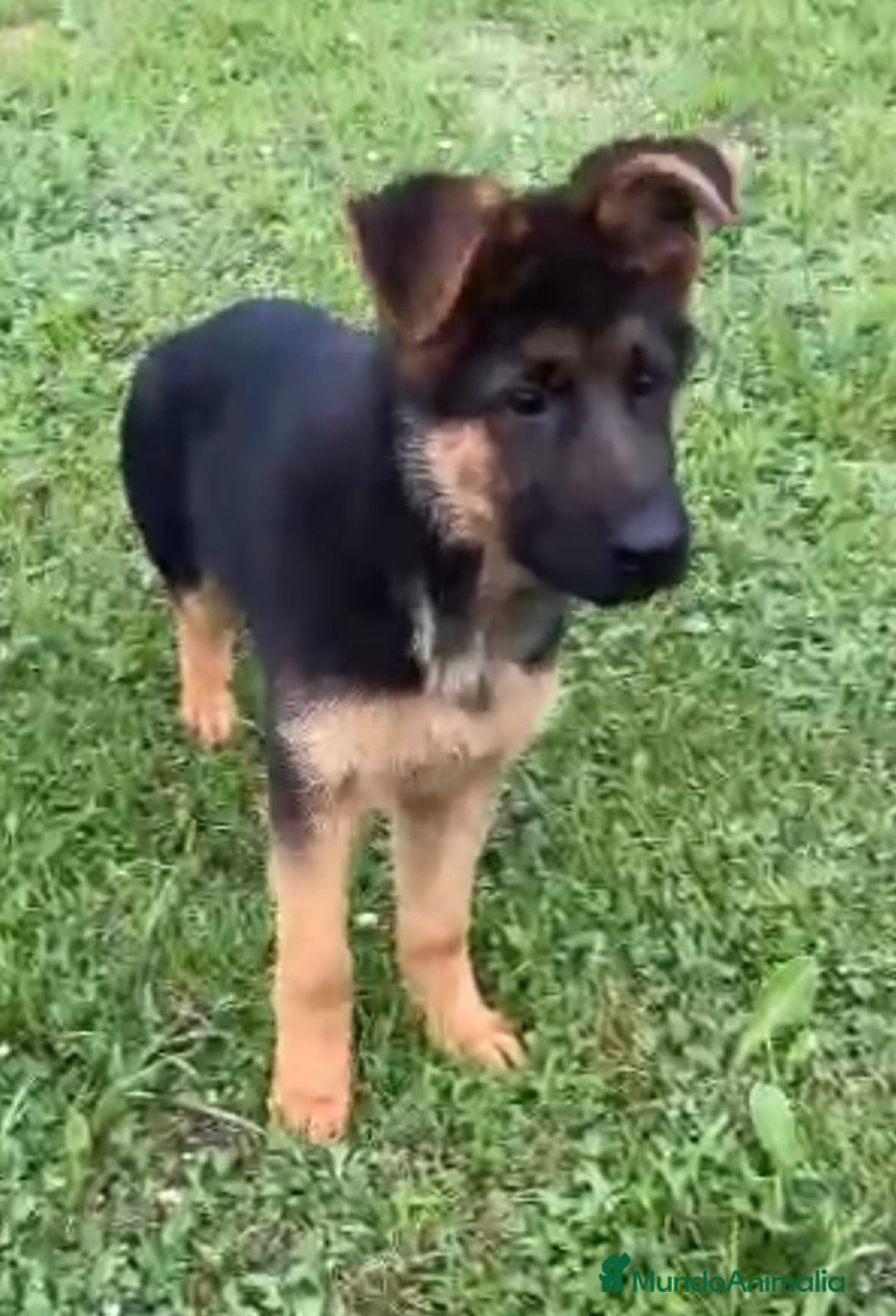 Pastor Alemán perros en venta: Macho 4 meses - Imagen 2