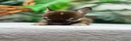 Chihuahua perros en venta: CHIHUAHUAS CHOCOLATE - Anuncio 12