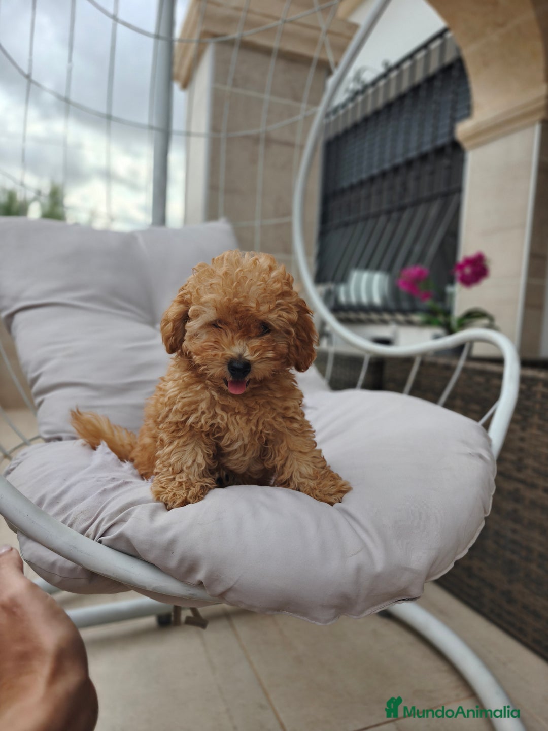 Caniche Toy perros en venta: Caniche Toy apricot calidad  - Imagen 5