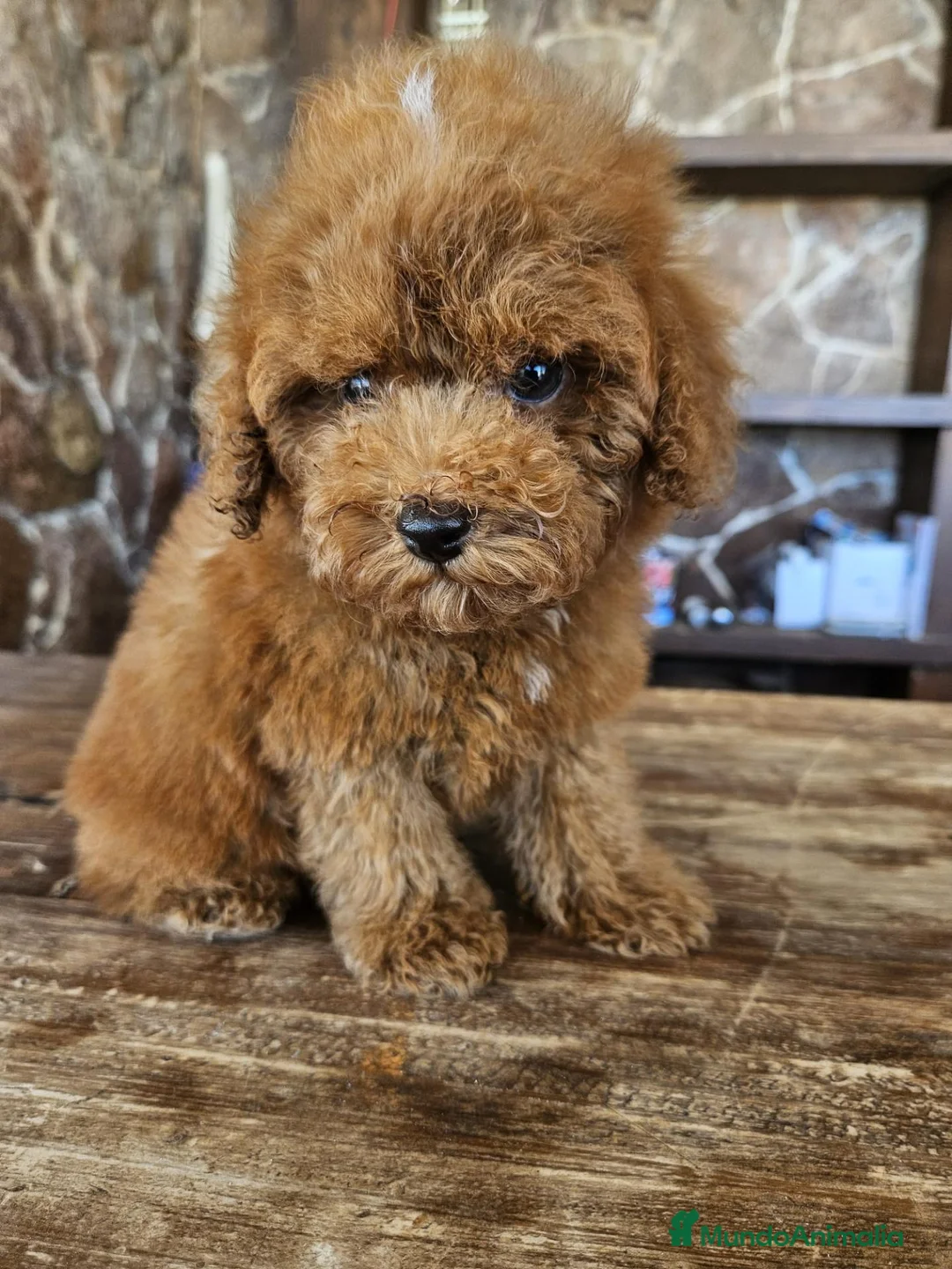 Caniche Toy perros en venta: Machito caniche precio real en Valencia - Anuncio 2
