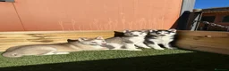 Husky Siberiano perros en venta: HUSKY en Barcelona - Anuncio 2