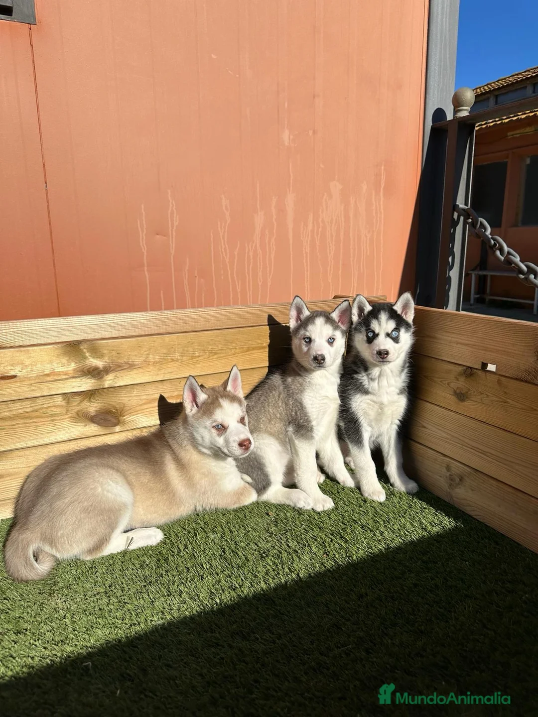Husky Siberiano perros en venta: HUSKY en Barcelona - Anuncio 2
