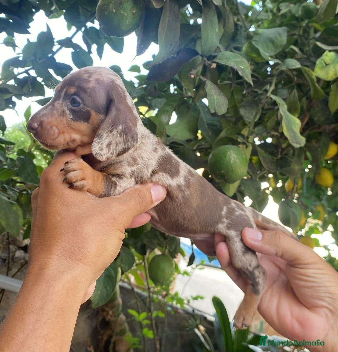 Teckel Miniatura perros TECKEL ARLEQUIN CHOCOLATE - Anuncio 1