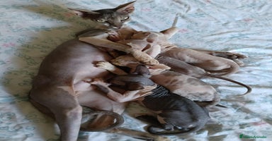 Sphynx gatos - Propaganda 3