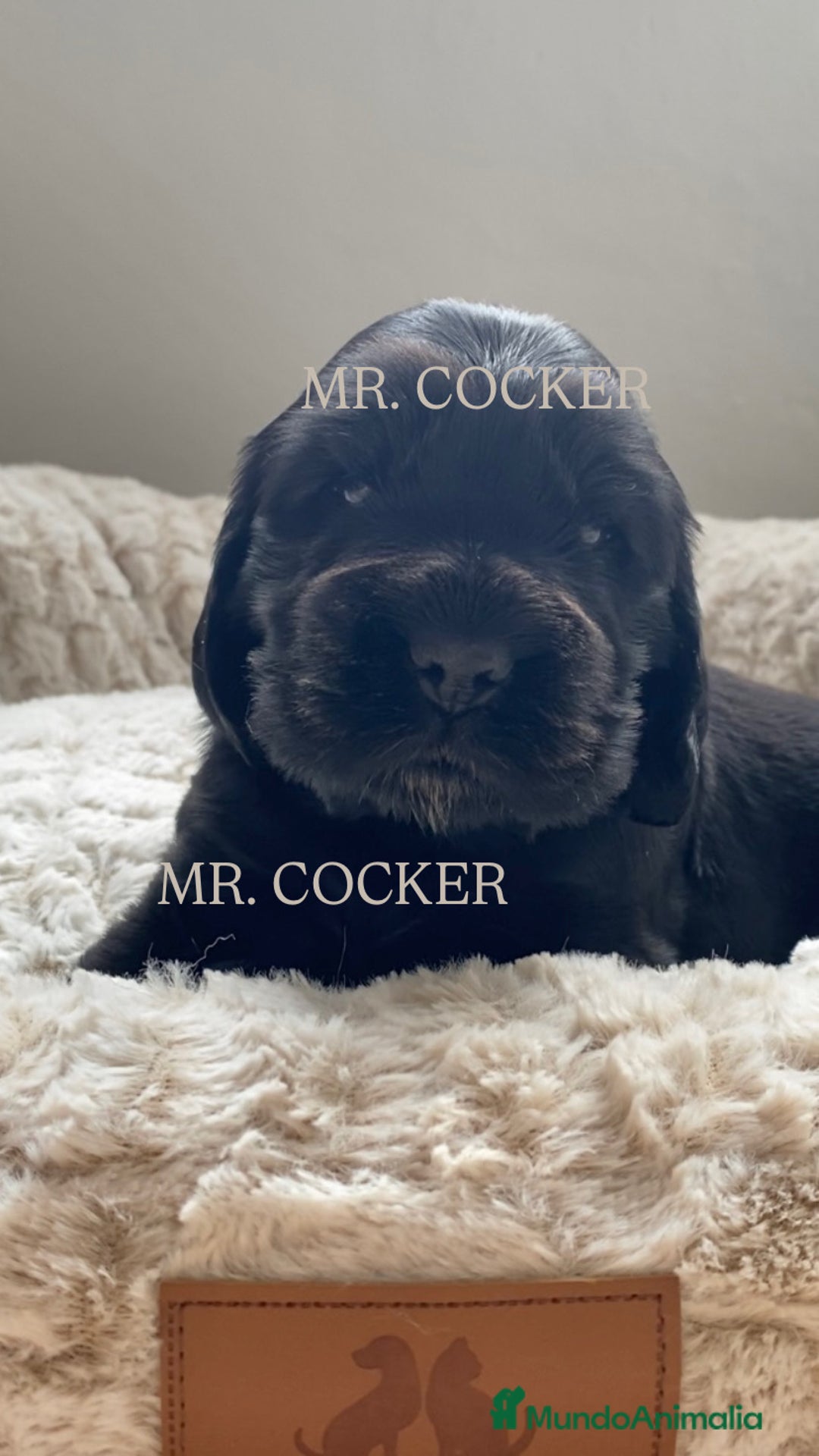 Cocker Spaniel Inglés perros en venta: CACHORRO COCKER SPANIEL INGLÉS  - Anuncio 1