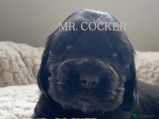 Cocker Spaniel Inglés perros CACHORRO COCKER SPANIEL INGLÉS - Anuncio 1