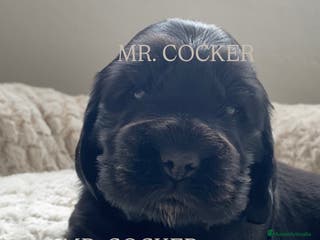 Cocker Spaniel Inglés perros CACHORRO COCKER SPANIEL INGLÉS - Anuncio 16