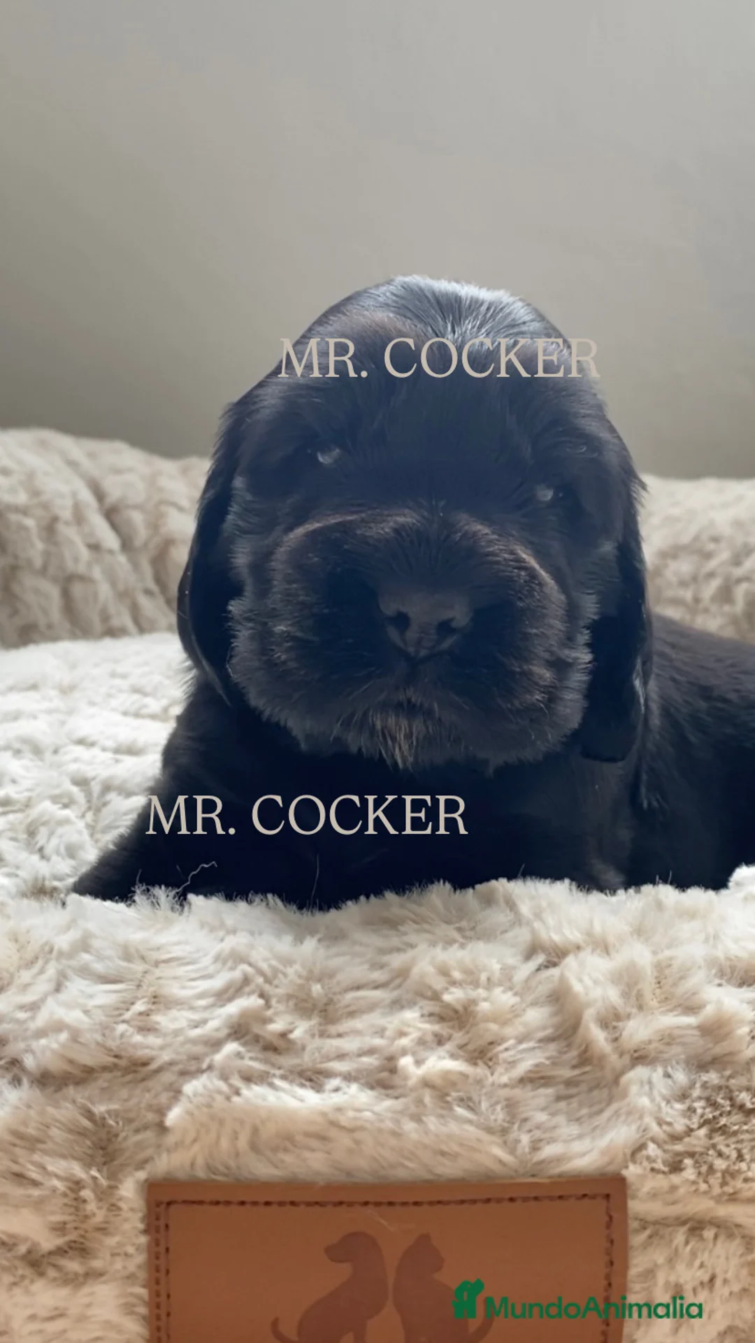 Cocker Spaniel Inglés perros en venta: CACHORRO COCKER SPANIEL INGLÉS  - Anuncio 1