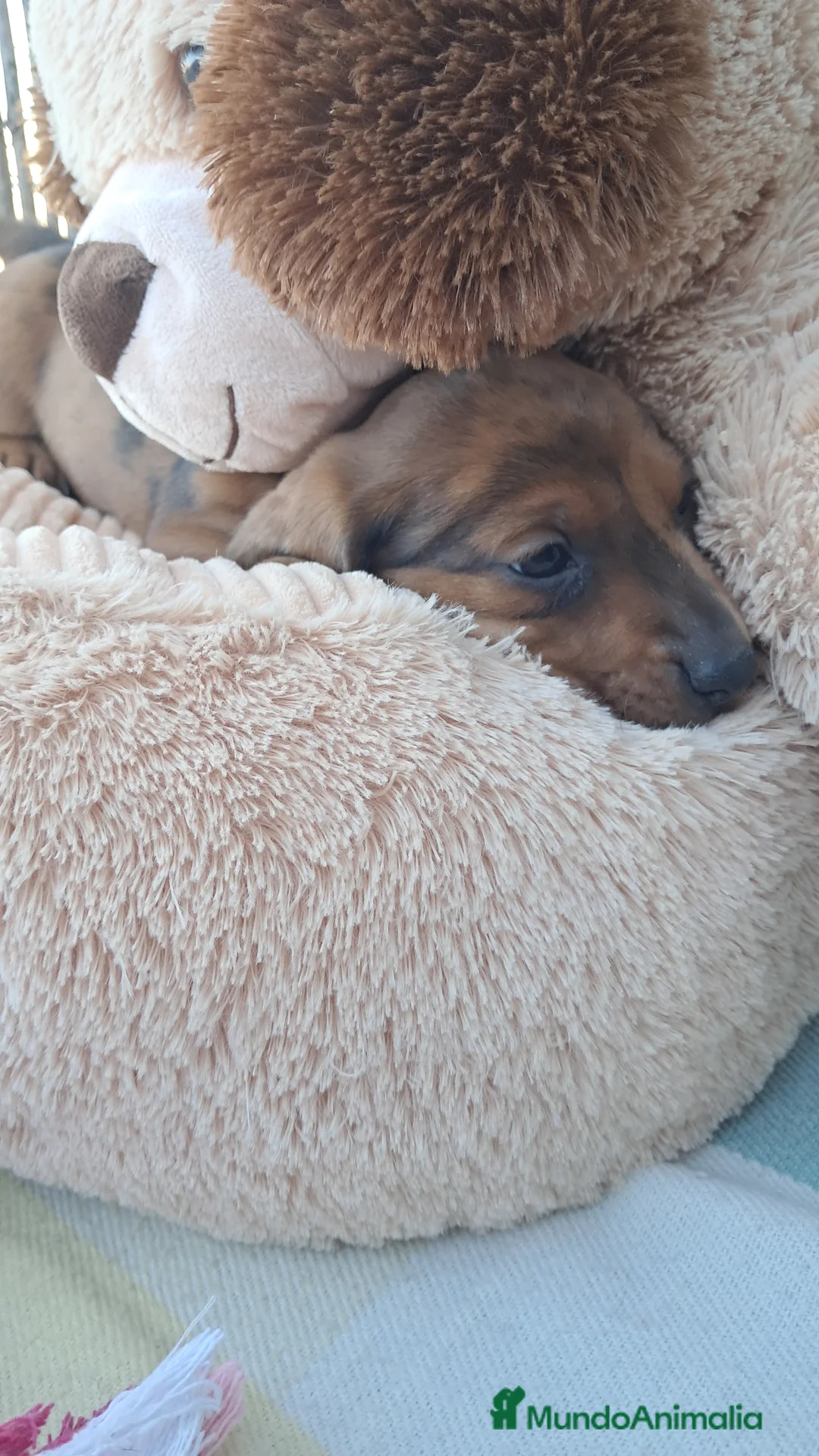 Teckel perros en venta: Bebés Teckels (perro salchicha) - Anuncio 4