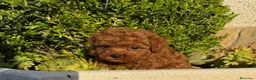 Caniche Toy perros en venta: Caniche toy muy bonitos !!! - Anuncio 7