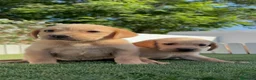 Labrador Retriever perros en venta: LABRADOR RETRIEVER  - Anuncio 2