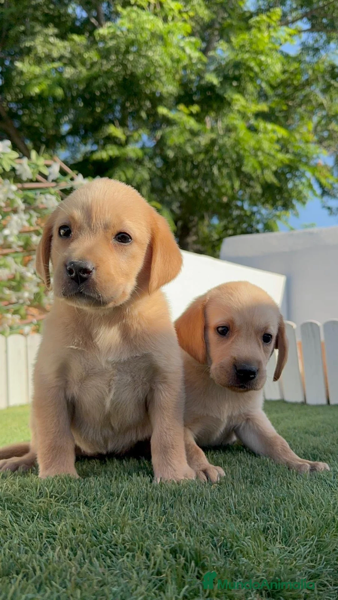 Labrador Retriever perros en venta: LABRADOR RETRIEVER  - Anuncio 2