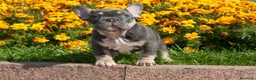 Bulldog Francés perros en venta: BULLDOG FRANCES EXOTICOS  - Anuncio 4