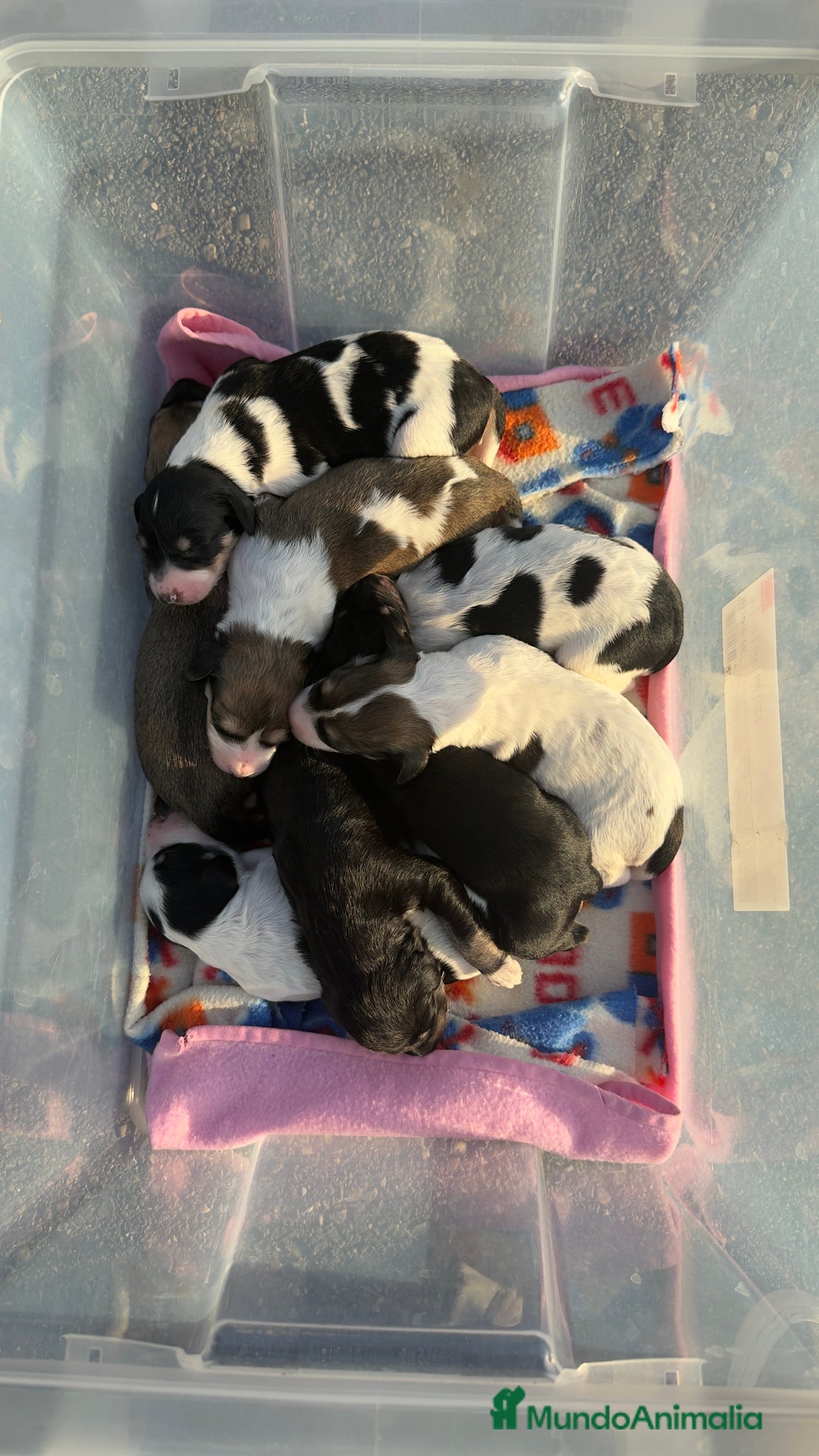 Saluki perros en venta: Camada de Salukis  - Imagen 10