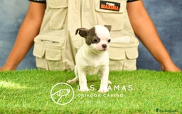 Chihuahua perros en venta: 🐾 Chihuahua autenticos con padres a la vista 🐾  en Rubena - Imagen 4