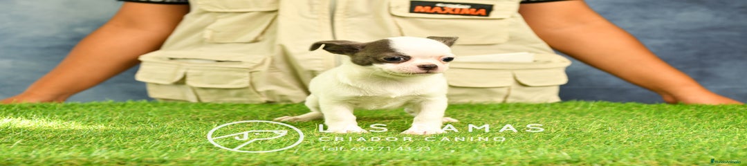 Chihuahua hembra blanca y gris