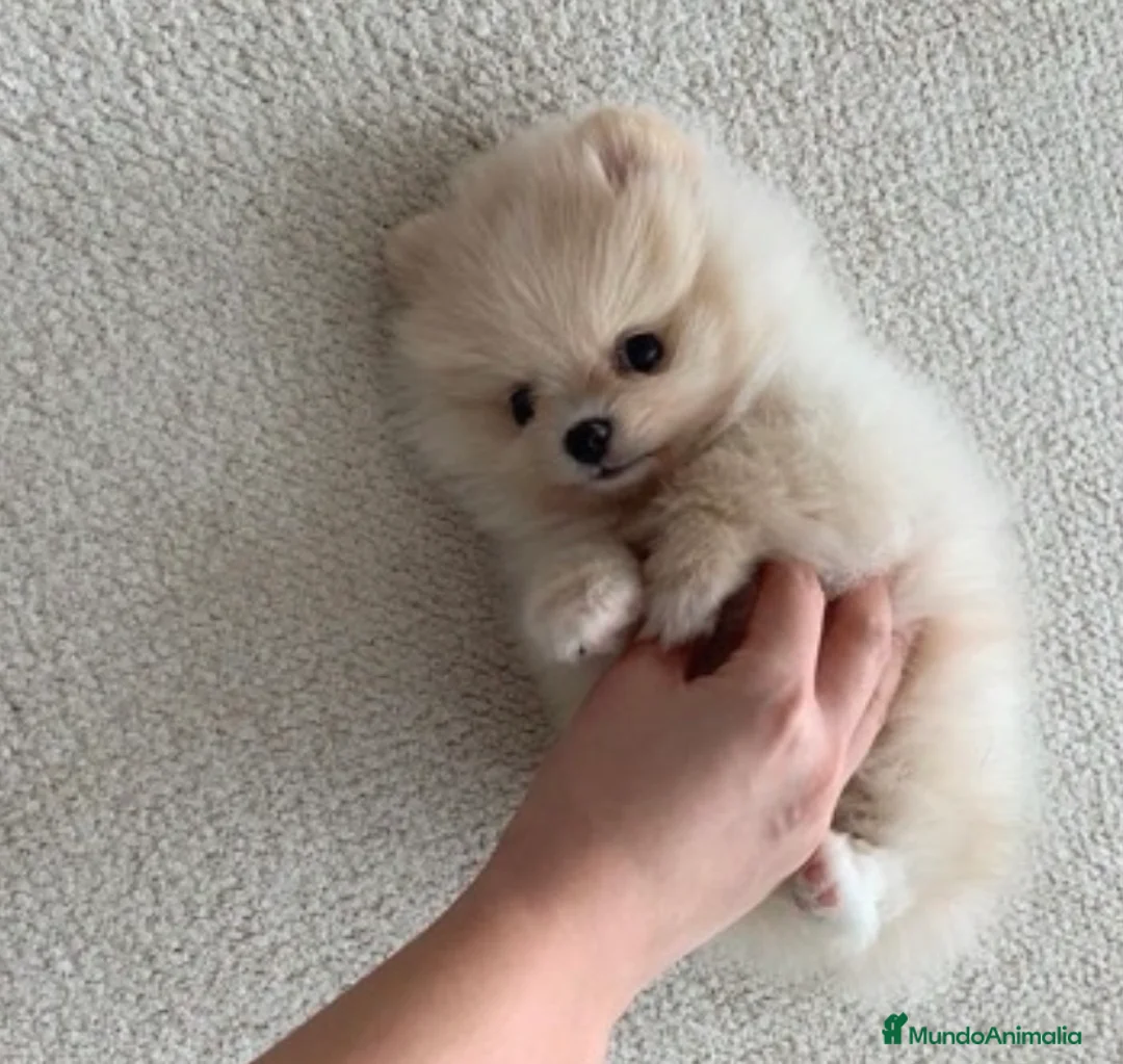 Pomerania perros en venta: Pomerania (varios colores) - Anuncio 1