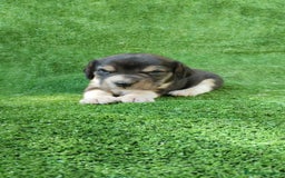 Beagle perros en venta: Beagle - Imagen 5