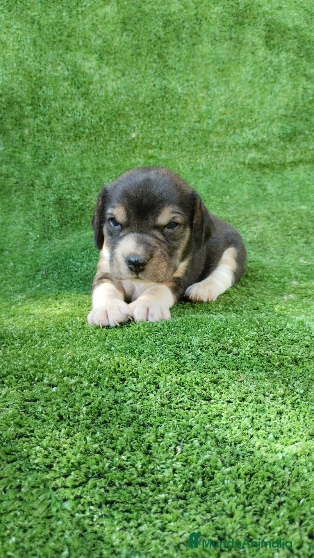 Beagle perros en venta: Beagle - Imagen 5