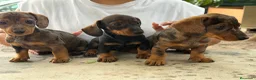 Teckel Miniatura perros en venta: Teckel mini  - Anuncio 9