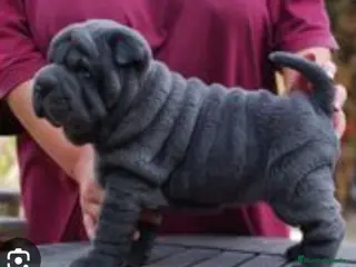 Shar Pei perros ‼️‼️Preciosa camada de minipeis - Anuncio 2