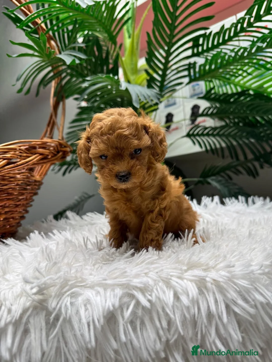 Caniche Toy perros en venta: CANICHE TOY - Anuncio 2