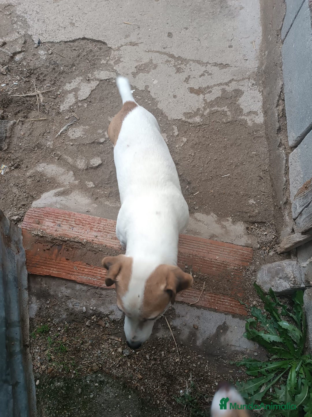 Jack Russell Terrier perros en adopcion: Macho jac Russell adulto adopcion - Anuncio 1