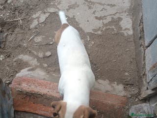 Jack Russell Terrier perros Macho jac Russell adulto adopcion - Anuncio 2