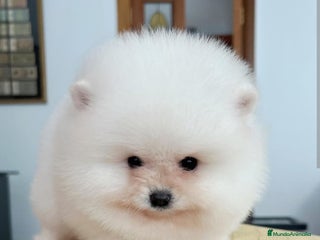 Pomerania perros - Anuncio 21