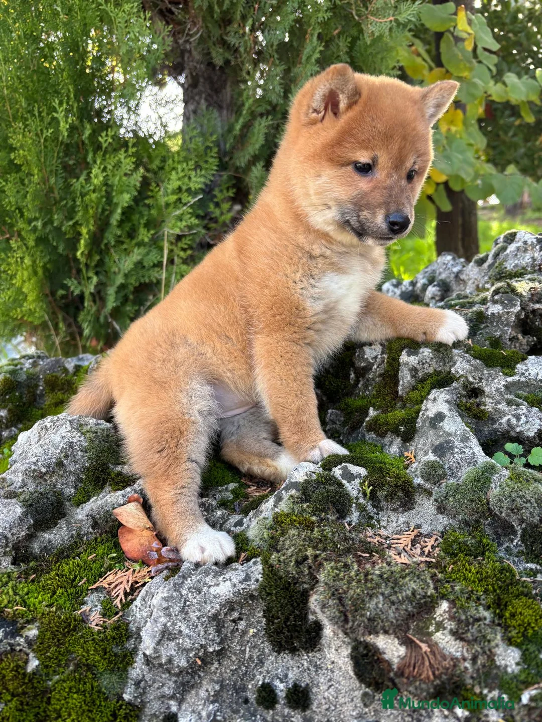 Shiba Inu perros en venta: Shiba Inu - Anuncio 6