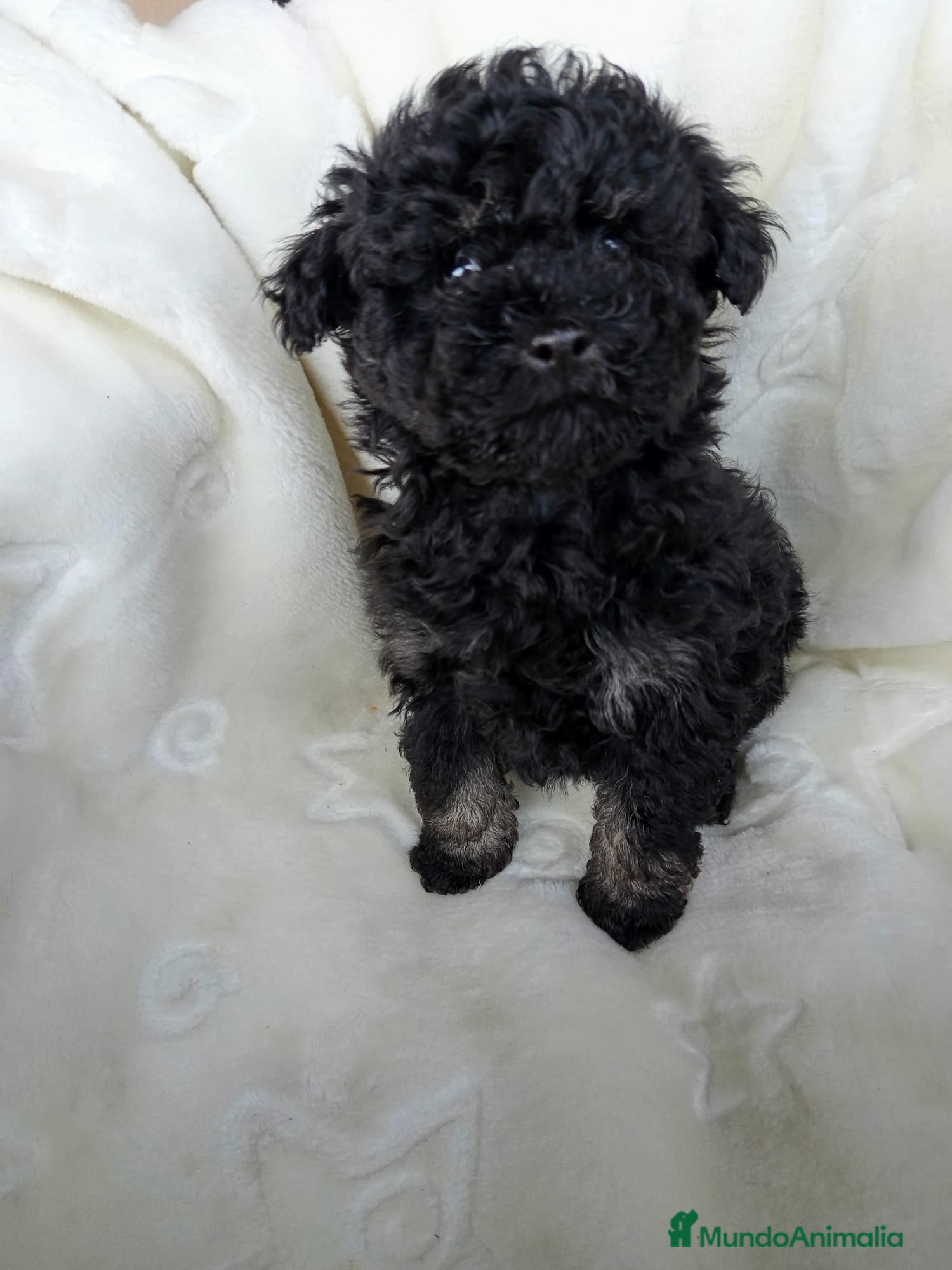 Caniche Toy perros Caniche Phantom  - Anuncio 2