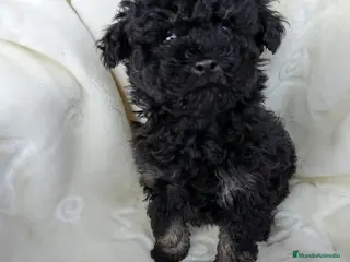 Caniche Toy perros Caniche Phantom - Anuncio 2