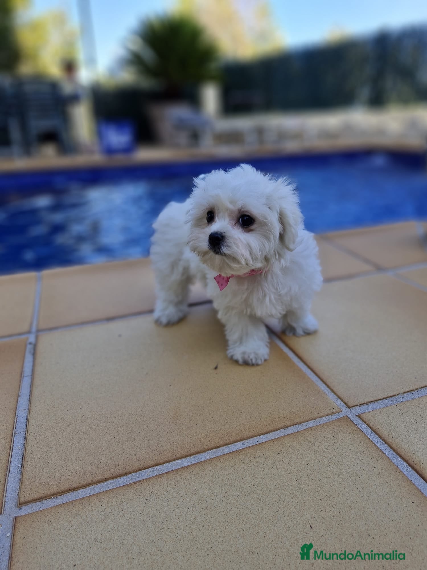 Bichón Maltés perros Bichón maltés  en Barcelona - Anuncio 2