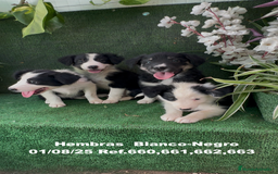 Border Collie perros en venta: BORDER COLLIE hembras - Imagen 11