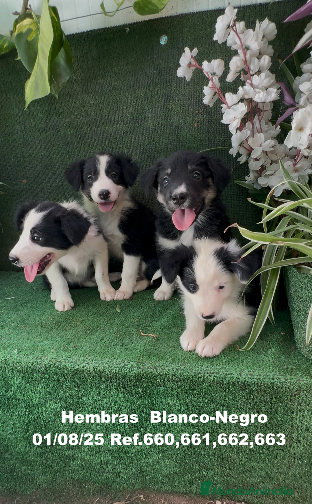 Border Collie perros en venta: BORDER COLLIE hembras - Imagen 11