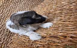Shih Tzu perros en venta: Shih tzu bicolor - Imagen 12