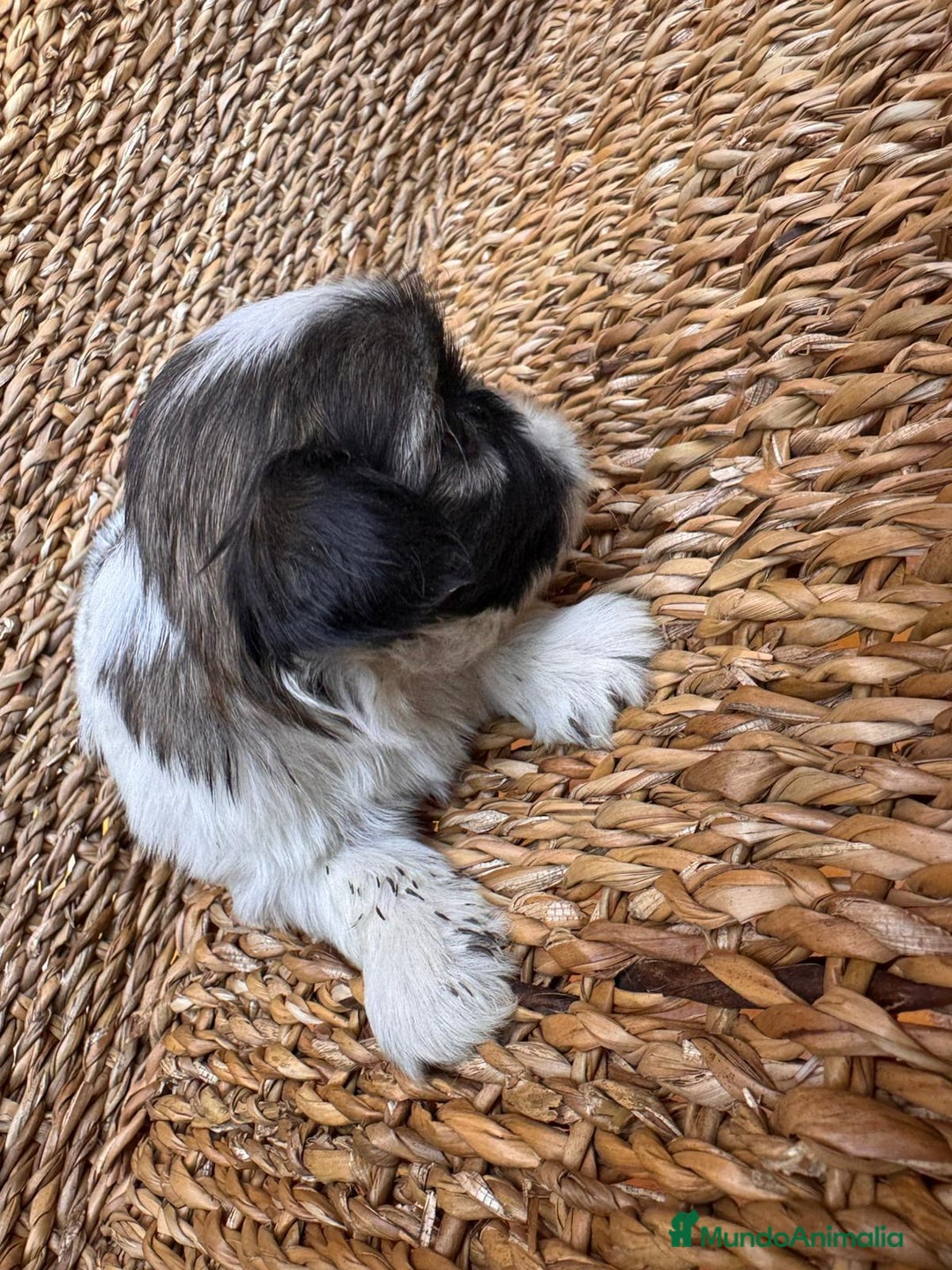 Shih Tzu perros en venta: Shih tzu bicolor - Imagen 12