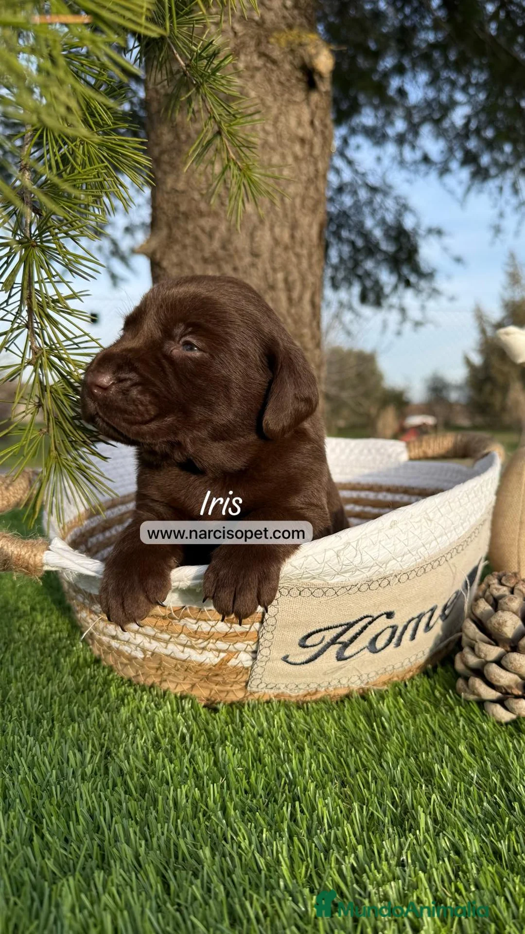 Labrador Retriever perros en venta: LABRADOR RETRIEVER en Asturias - Anuncio 3