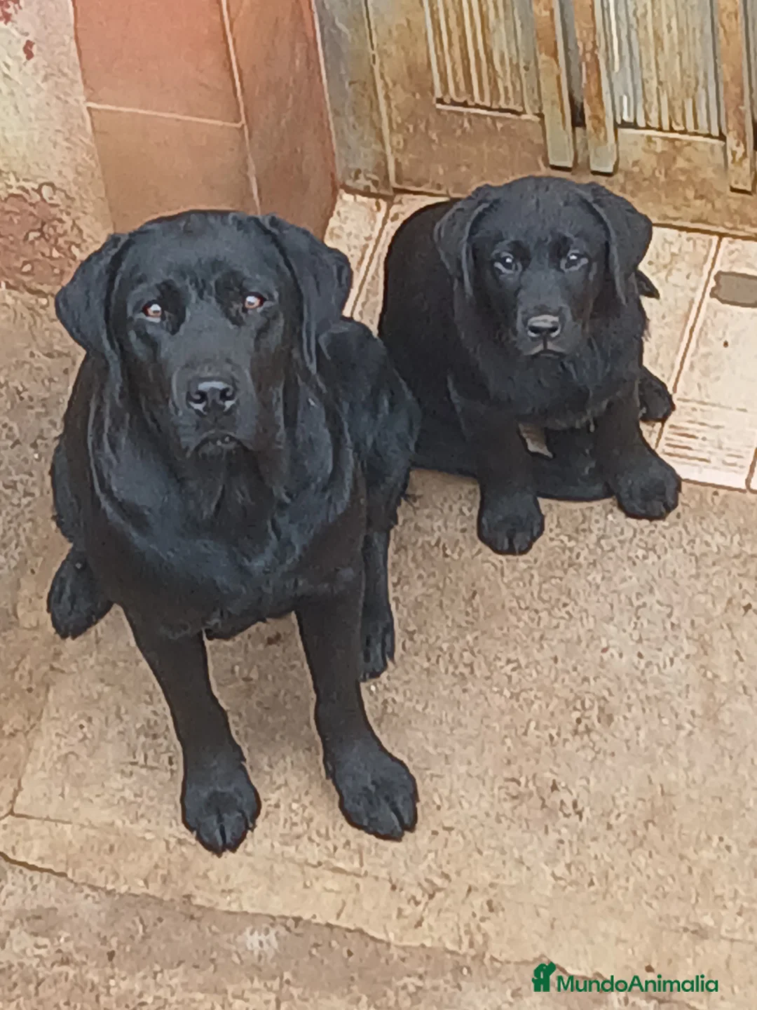 Labrador Retriever perros en venta: Cachorros de Labrador Retriever - Anuncio 1