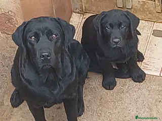 Labrador Retriever perros Cachorros de Labrador Retriever - Anuncio 2