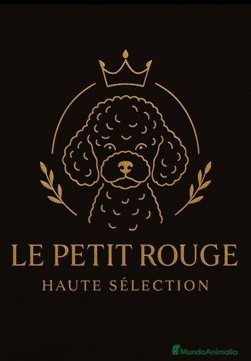 Imagen de galería {{count}}