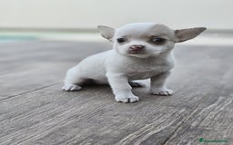 Chihuahua perros en venta: CHIHUAHUA HEMBRA - Imagen 4