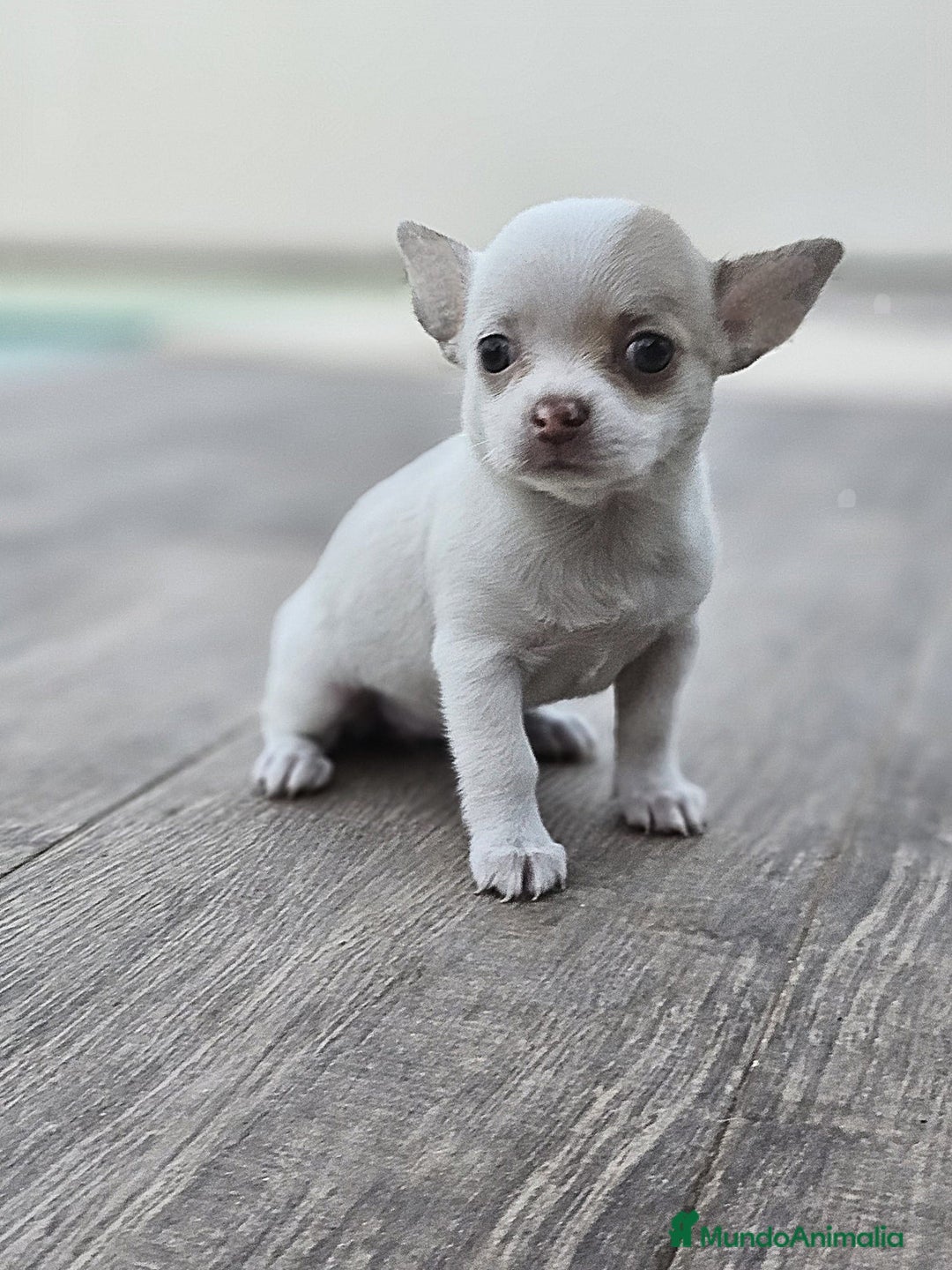 Chihuahua perros en venta: CHIHUAHUA HEMBRA - Imagen 4