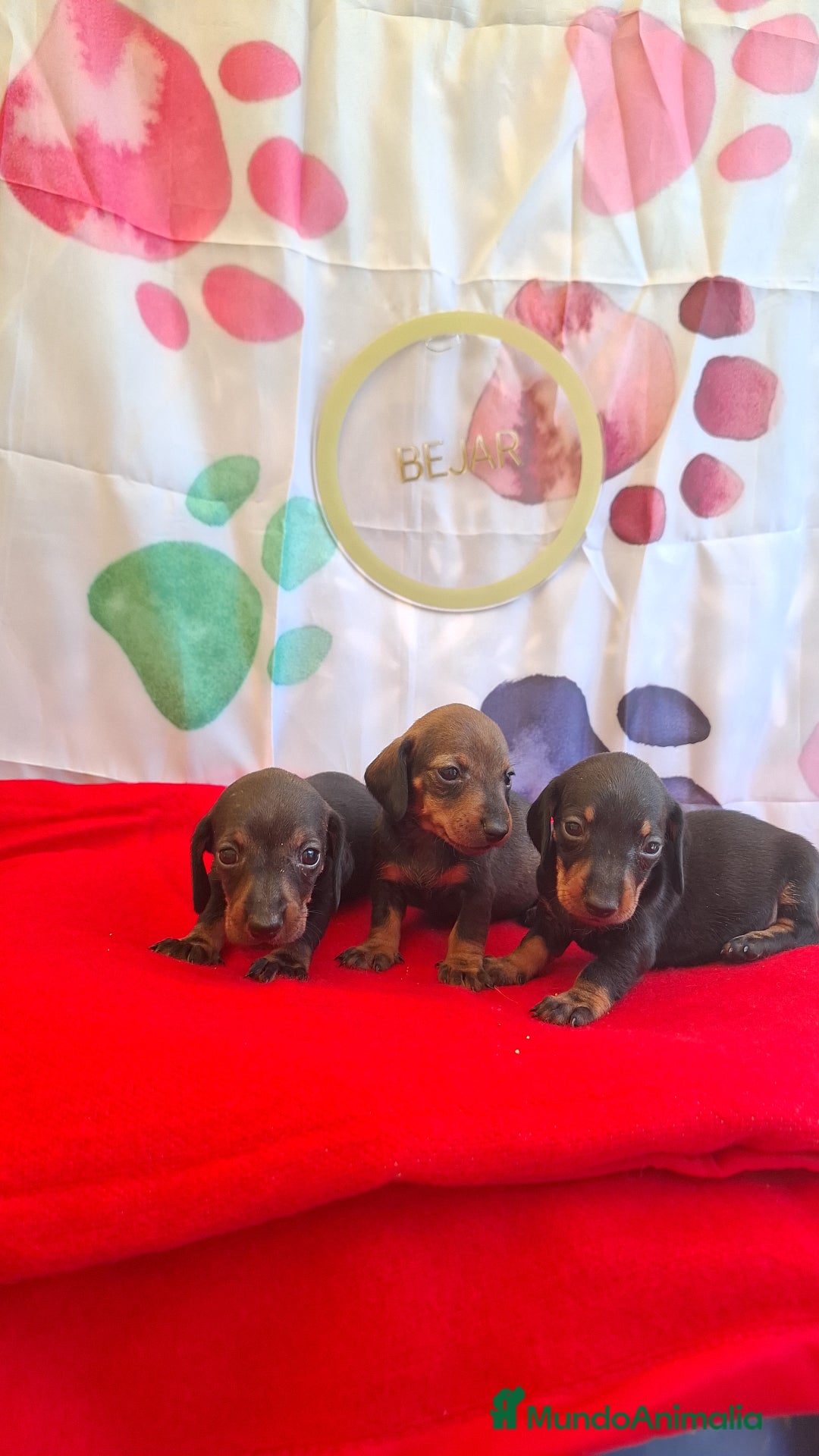 Teckel perros en venta: Teckel  - Imagen 10