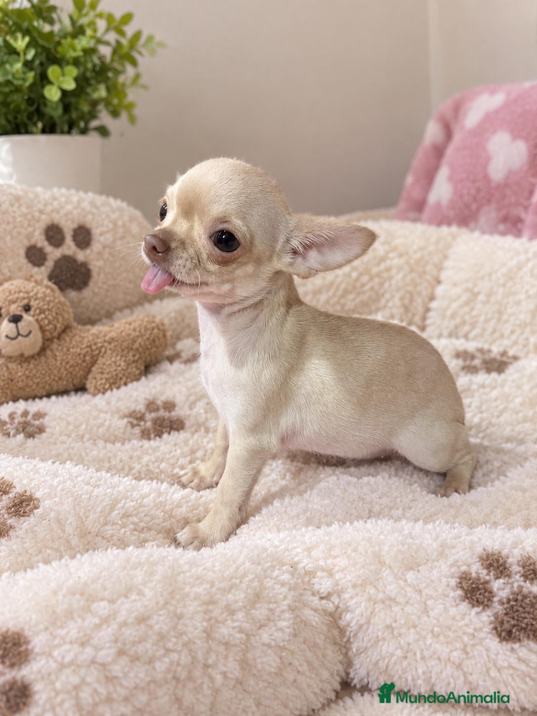 Chihuahua perros Chihuahua ❤️  - Anuncio 6