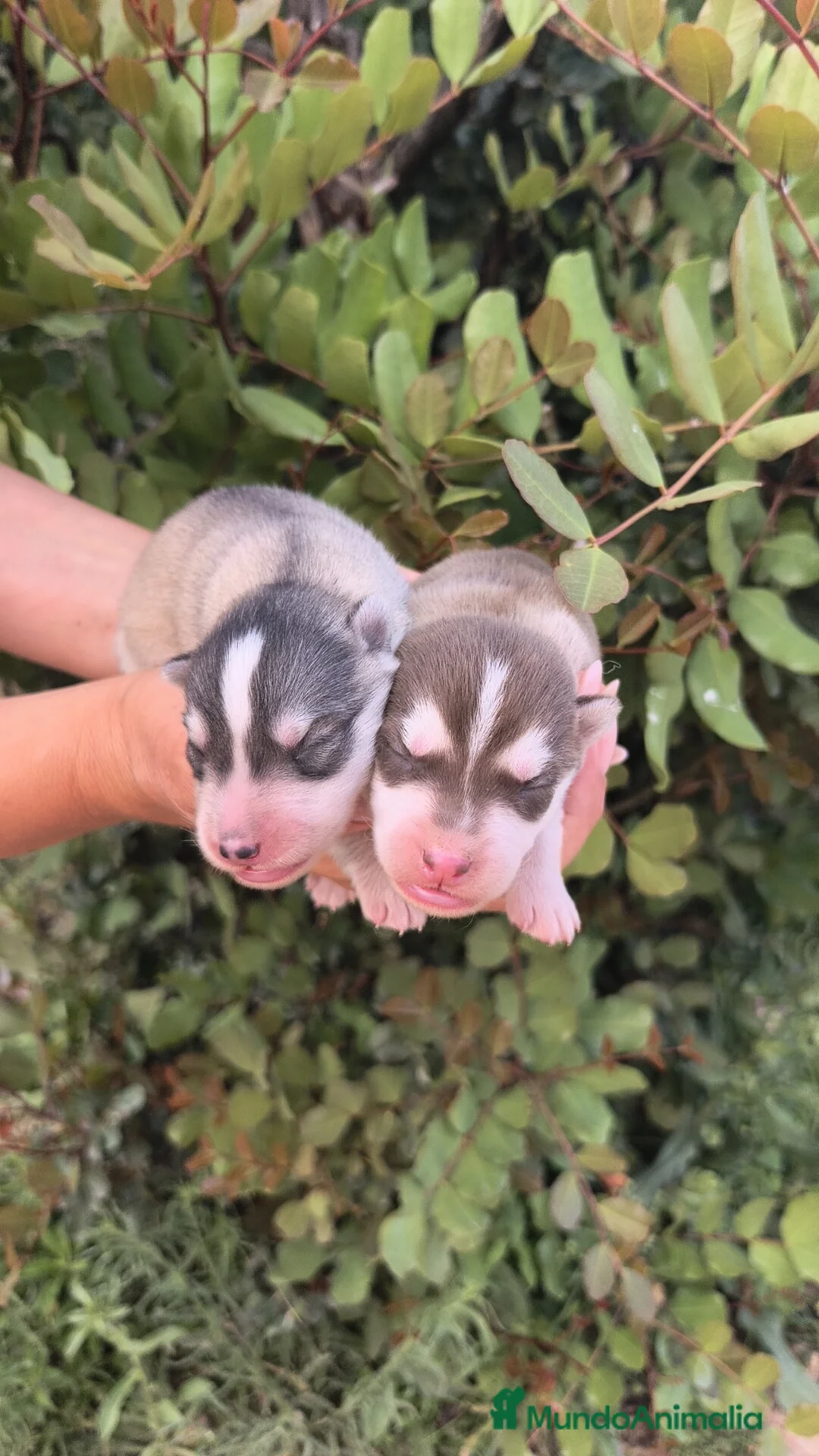 Husky Siberiano perros en venta: Husky SIBERIANO Macho y Hembra  - Anuncio 2