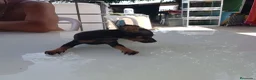 Ratón de Praga perros en venta: Cachorro de ratón de Praga  - Anuncio 22