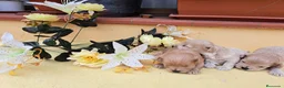 Maltipoo perros en venta: Maltipoo - Anuncio 3